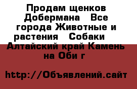 Продам щенков Добермана - Все города Животные и растения » Собаки   . Алтайский край,Камень-на-Оби г.